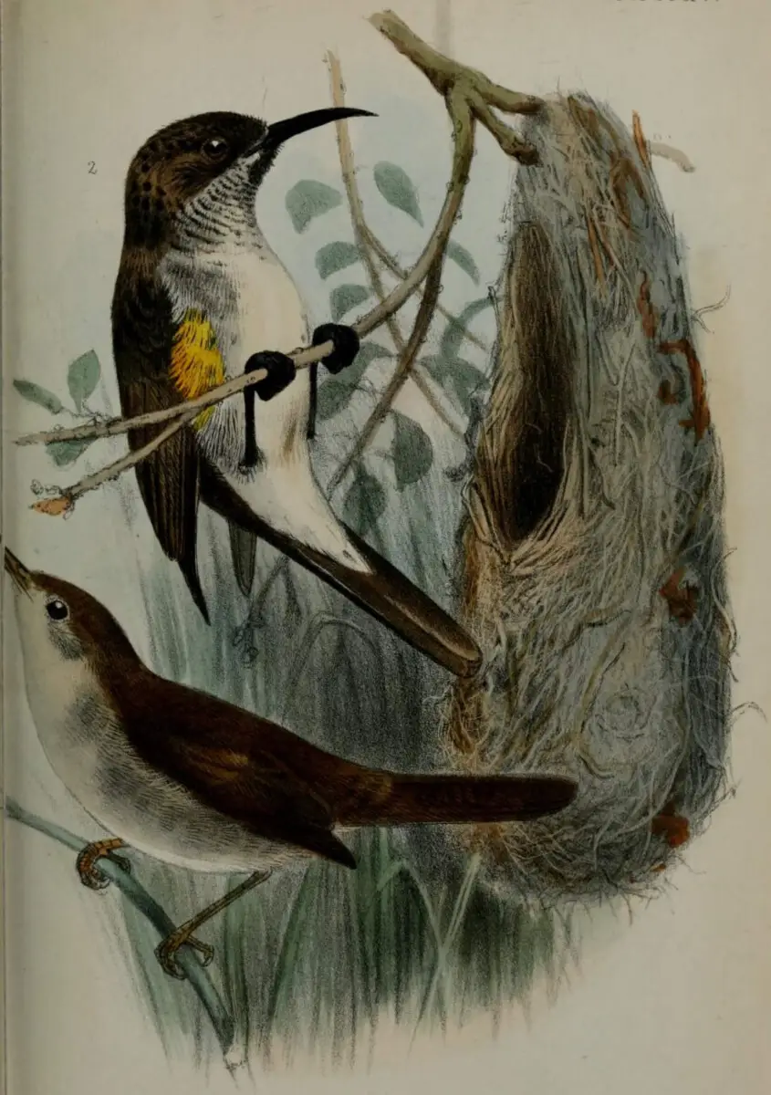 Migratory birds