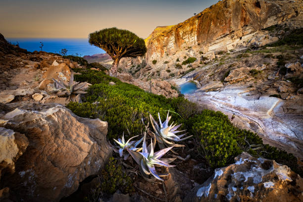 Dragon Blood Tree